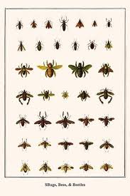 Attēlu rezultāti vaicājumam “Heteroptera”