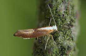 Attēlu rezultāti vaicājumam “Argyresthia albistria”