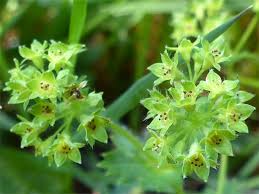 Attēlu rezultāti vaicājumam “Alchemilla vulgaris aggr. flower”