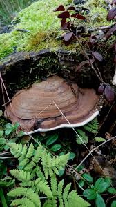 Attēlu rezultāti vaicājumam “Ganoderma applanatum”