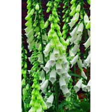 Attēlu rezultāti vaicājumam “Lychnis flos-cuculi fruit”