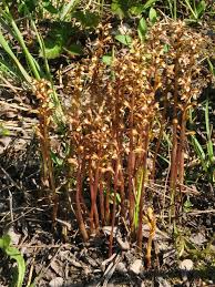 Attēlu rezultāti vaicājumam “Corallorhiza trifida”