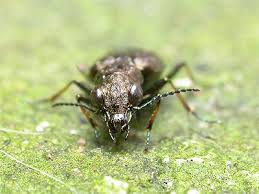 Attēlu rezultāti vaicājumam “Elaphrus cupreus”