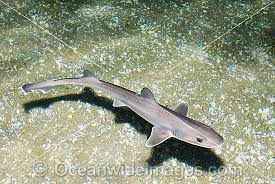 Image result for Mustelus antarcticus