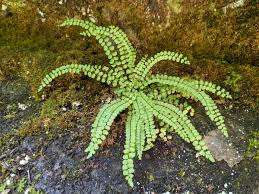 Attēlu rezultāti vaicājumam “Asplenium trichomanes”