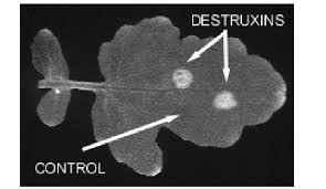 Attēlu rezultāti vaicājumam “Sinapis alba leaf”