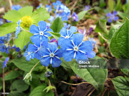 Image result for Omphalodes verna
