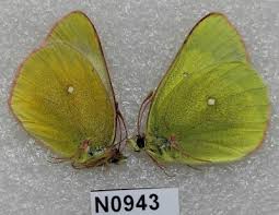 Attēlu rezultāti vaicājumam “Colias palaeno male”