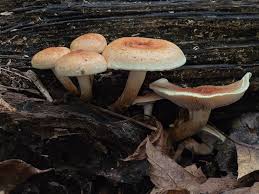 Attēlu rezultāti vaicājumam “Hypholoma lateritium”