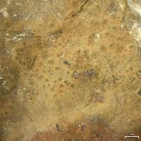 Attēlu rezultāti vaicājumam “Verrucaria hydrela”