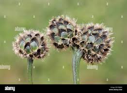 Attēlu rezultāti vaicājumam “Centaurea scabiosa bud”