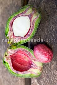 Attēlu rezultāti vaicājumam “Anisantha tectorum fruit”