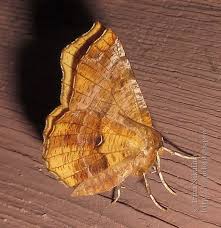 Attēlu rezultāti vaicājumam “Selenia dentaria larva”