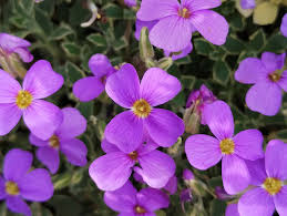 Attēlu rezultāti vaicājumam “Aubrieta deltoidea”