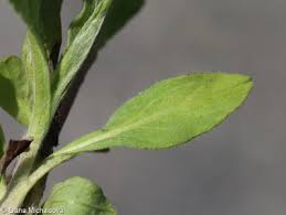 Attēlu rezultāti vaicājumam “Inula britannica leaf”