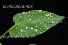 Attēlu rezultāti vaicājumam “Lycopersicon esculentum leaf”