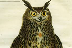 Image result for owl illuminati symbol