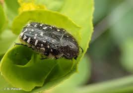 Attēlu rezultāti vaicājumam “Oxythyrea funesta imago”