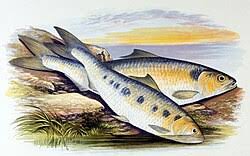 Image result for Alosa alosa