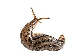 Attēlu rezultāti vaicājumam “Limax maximus”