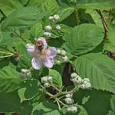 Attēlu rezultāti vaicājumam “Rubus plicatus flower”