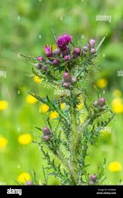 Attēlu rezultāti vaicājumam “Cirsium palustre flower”