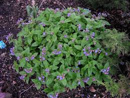 Attēlu rezultāti vaicājumam “Pulmonaria saccharata”