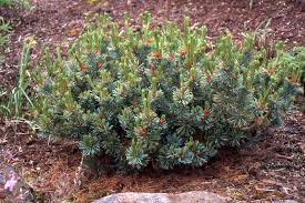 Attēlu rezultāti vaicājumam “Pinus pumila”