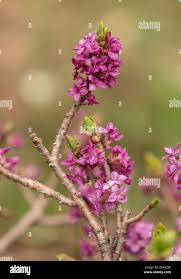 Attēlu rezultāti vaicājumam “Daphne mezereum flower”
