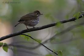 Image result for Seiurus aurocapilla