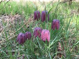 Attēlu rezultāti vaicājumam “Meleagris”