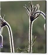 Attēlu rezultāti vaicājumam “Pulsatilla pratensis bud”
