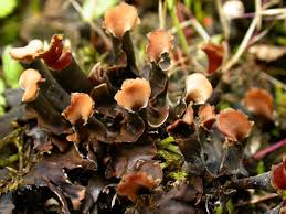 Attēlu rezultāti vaicājumam “Peltigera polydactylon”