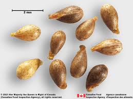 Attēlu rezultāti vaicājumam “Viola canina fruit”