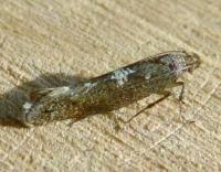 Attēlu rezultāti vaicājumam “Acrolepiopsis assectella”