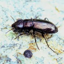 Attēlu rezultāti vaicājumam “Notiophilus germinyi”