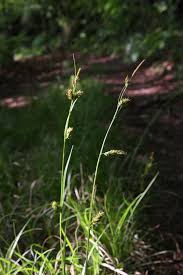 Attēlu rezultāti vaicājumam “Carex remota fruit”