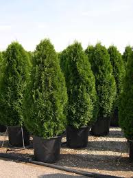 Attēlu rezultāti vaicājumam “Thuja occidentalis”