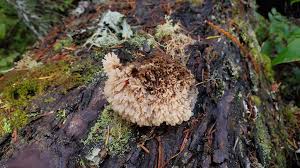 Attēlu rezultāti vaicājumam “Gloiodon strigosus”