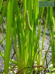 Attēlu rezultāti vaicājumam “Acoraceae”