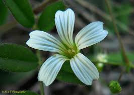 Attēlu rezultāti vaicājumam “Caryophyllaceae”