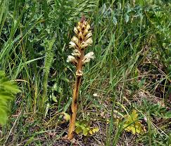 Attēlu rezultāti vaicājumam “Orobanche reticulata”