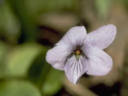 Attēlu rezultāti vaicājumam “Viola epipsila flower”