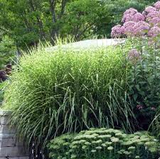 Image result for Miscanthus sinensis Zebrina
