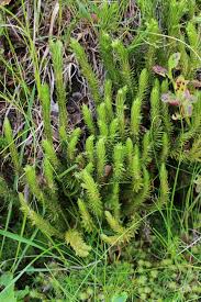 Attēlu rezultāti vaicājumam “Huperzia selago”