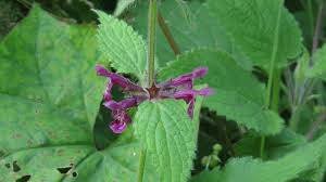 Attēlu rezultāti vaicājumam “Stachys sylvatica bud”