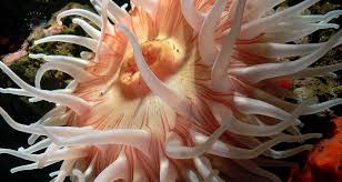 Attēlu rezultāti vaicājumam “Anemone”