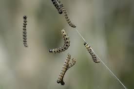 Attēlu rezultāti vaicājumam “Yponomeuta evonymella imago”