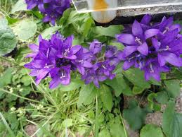 Attēlu rezultāti vaicājumam “Campanula glomerata leaf”