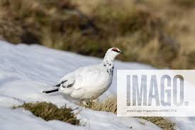 Attēlu rezultāti vaicājumam “Lagopus lagopus male”